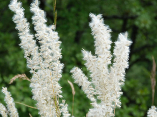 20 WHITE MELIC GRASS Melica Ciliata Silky Spike Pearl Hairy Grass Flower Seeds