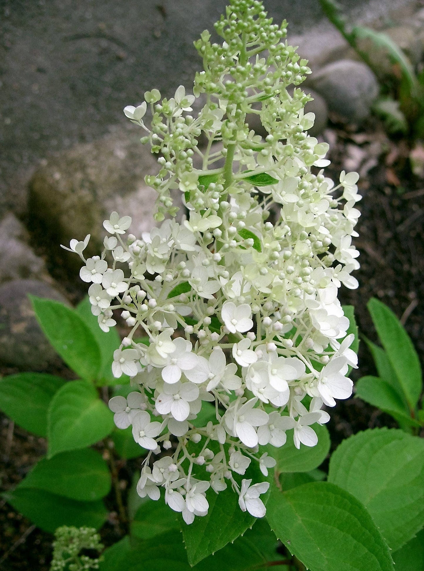 50 PEE GEE HYDRANGEA Paniculata Peegee Panicle White Pink Flower Shrub ...