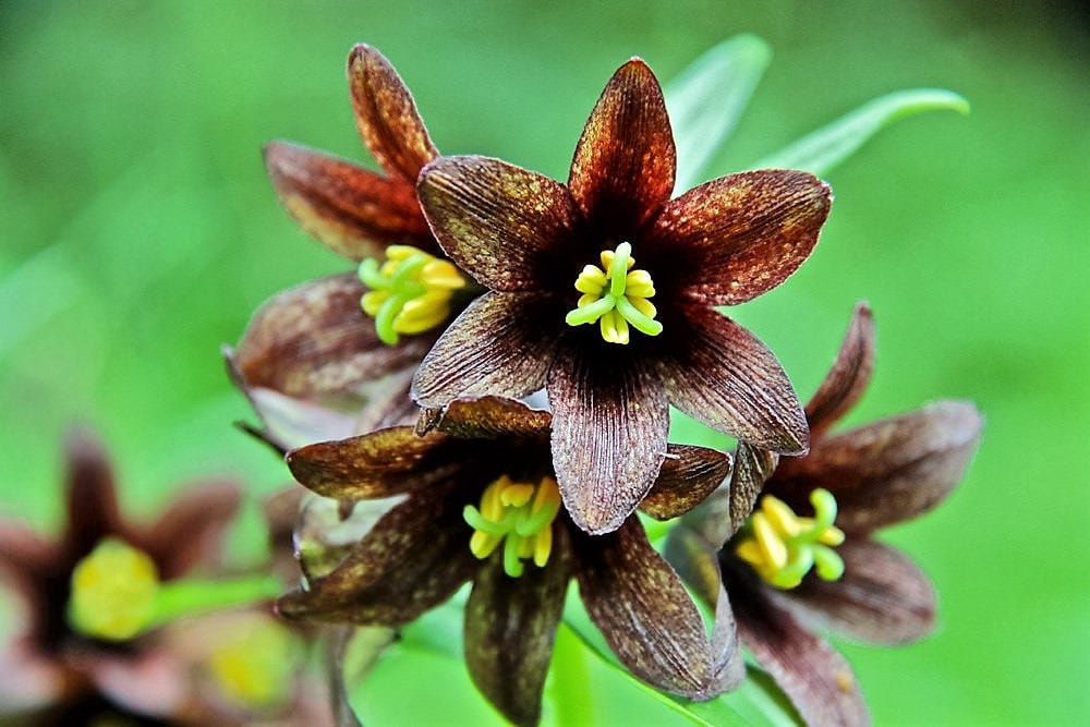 10 CHOCOLATE LILY Black Kamchatka Brown Fritillaria Camschatcensis Flower Seeds
