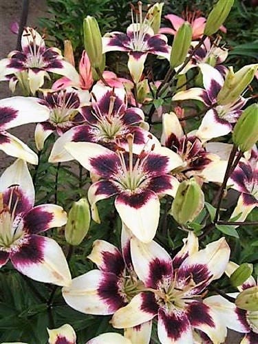 5 NEPAL LILY Green & Maroon Lilium Nepalense Fragrant Flower Seeds