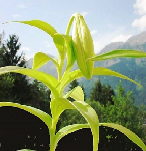5 NEPAL LILY Green & Maroon Lilium Nepalense Fragrant Flower Seeds