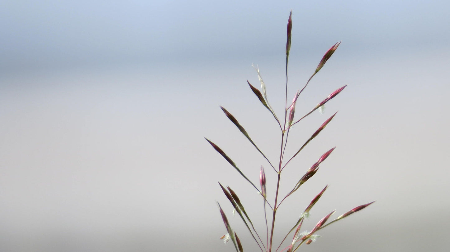 100 PURPLE LOVEGRASS Eragrostis Spectabilis Native Love Grass Flower Seeds