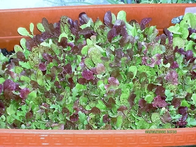 3000 PRIZEHEAD LETTUCE Loose Leaf Early Prize Head Red Lactuca Vegetable Seeds