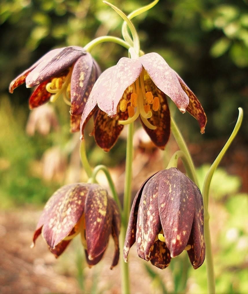 10 CHECKER LILY Fritillaria Affinis Chocolate Mission Bells Flower Seeds