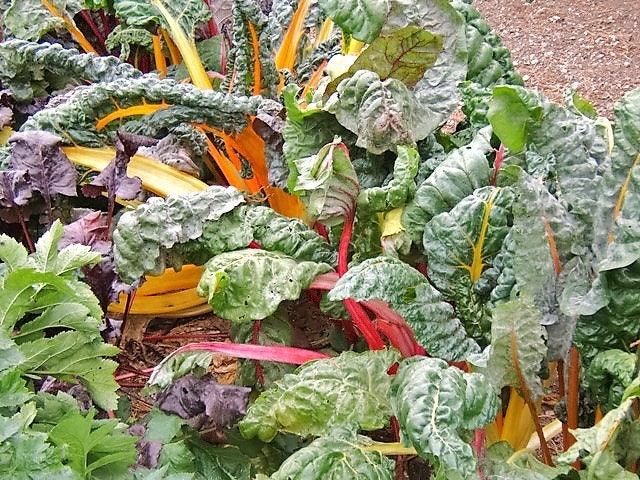 Color Chard 150 RAINBOW Mix SWISS CHARD Mixed Colors Beta Vulgaris Vegetable Seeds ...