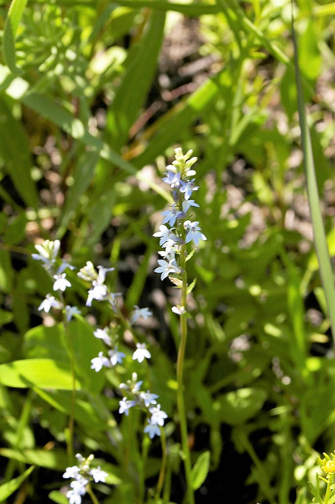 300 PALESPIKE LOBELIA Upright Light Blue Pale Spiked Spicata Flower Seeds