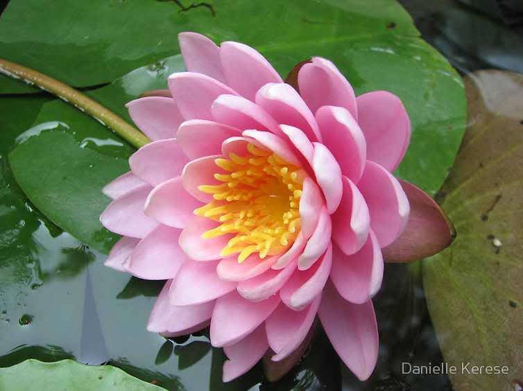 3 Organic Mixed Colors LOTUS Nelumbo Pond Water Lily Lilypad Blue Red Flower Large Seeds