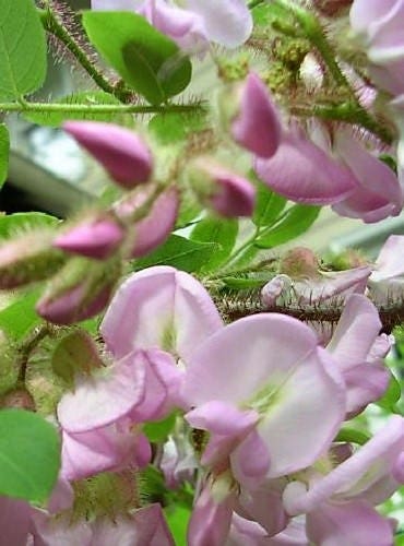 15 ROSE LOCUST / Pink ACACIA Flower Robinia Hispida Fertilis Tree Shrub Seeds