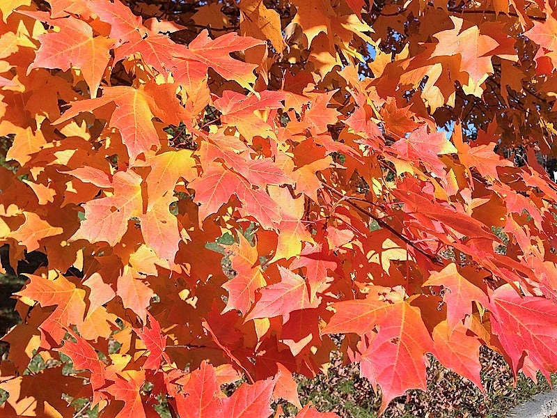 25 SUGAR MAPLE Syrup TREE Native Rock Fall Color Acer Saccharum Seeds