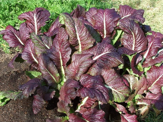 1500 RED GIANT MUSTARD Ornamental Japanese Greens Herb Vegetable Brassica Seeds