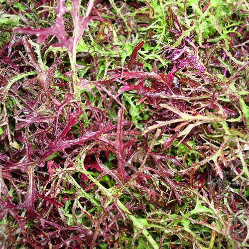 200 RED Streaked MIZUNA MUSTARD Japanese Greens Brassica Juncea Vegetable Seeds
