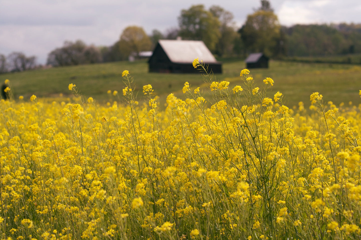 500 OLD FASHIONED MUSTARD Ragged Edge Brassica Juncea Vegetable Seeds