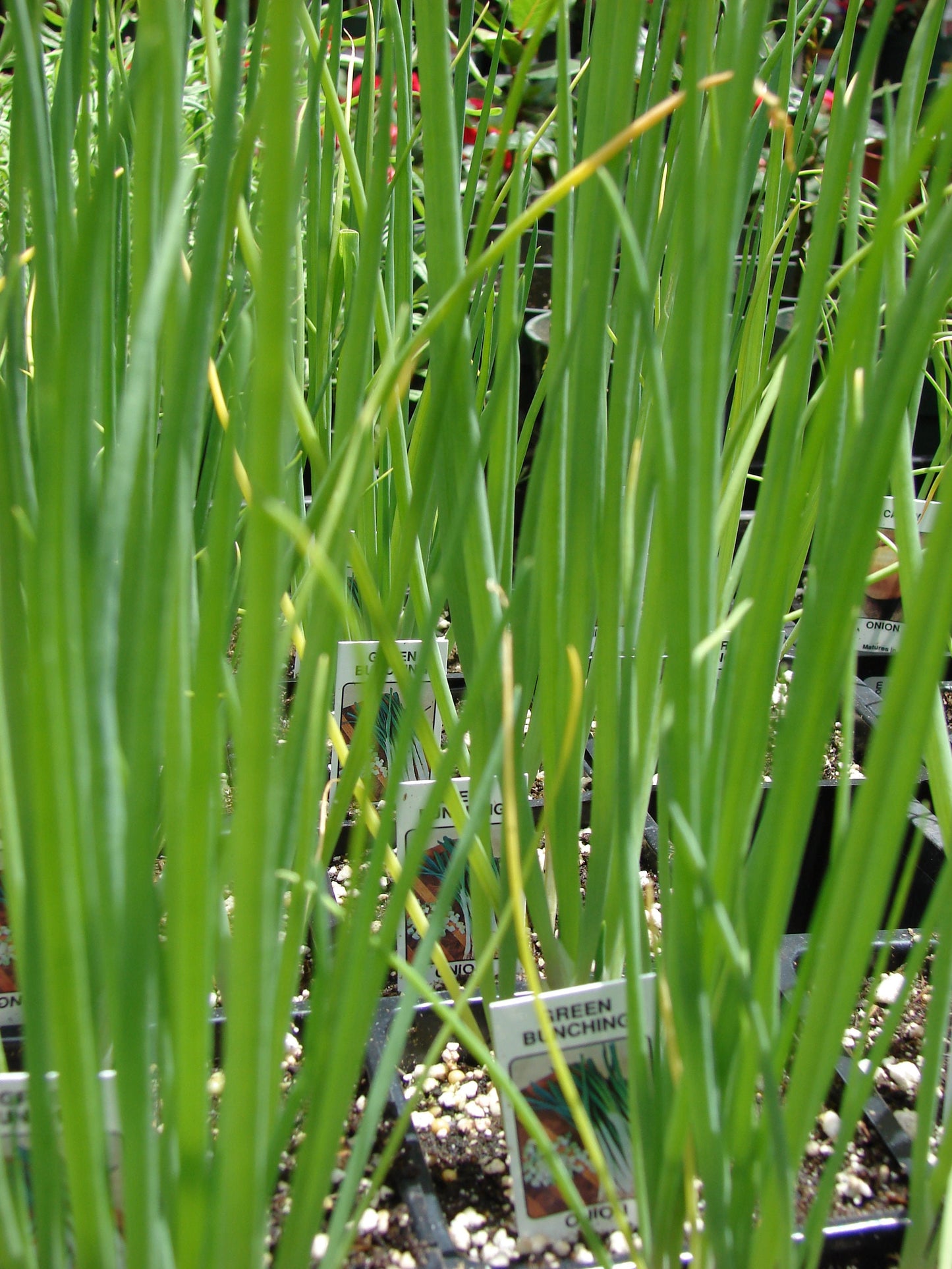 300 Evergreen NEBUKA BUNCHING ONION Japanese Allium Fistulosum Vegetable Seeds