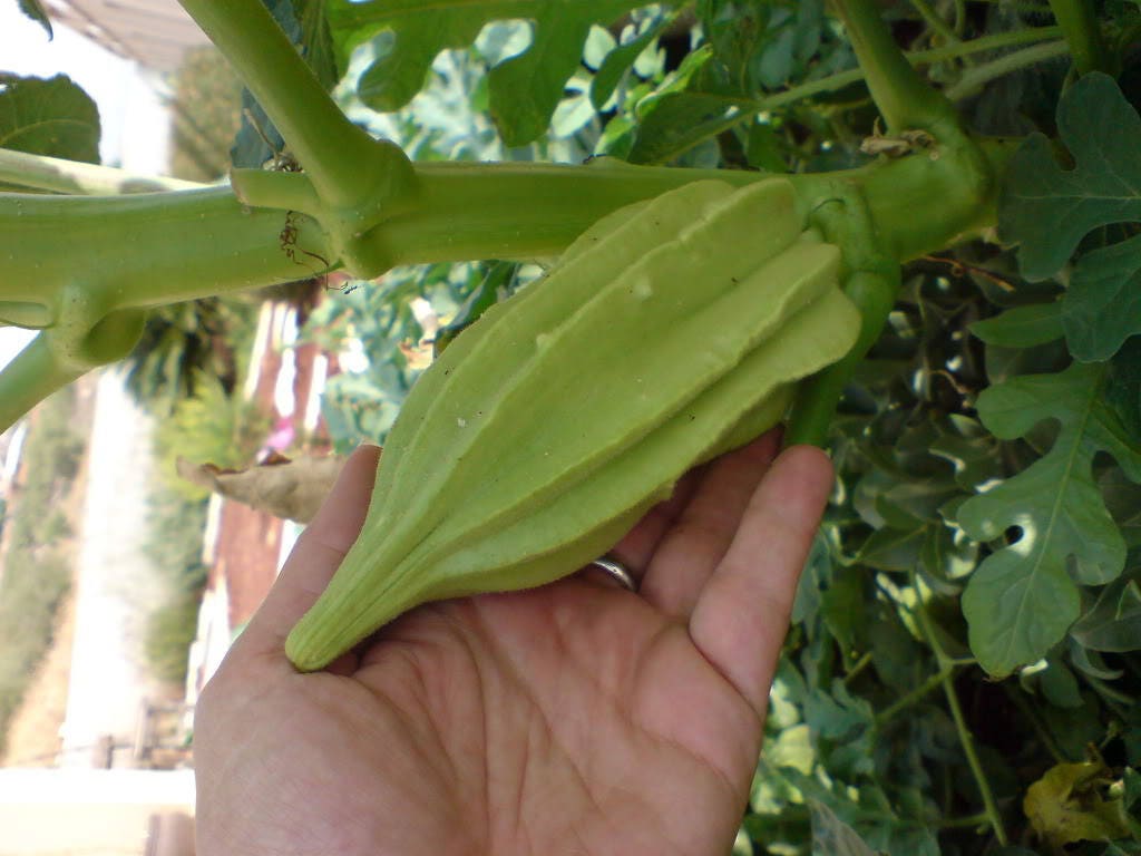 150 EMERALD GREEN Velvet OKRA Spineless Abelmoschus Esculentus Vegetable Seeds