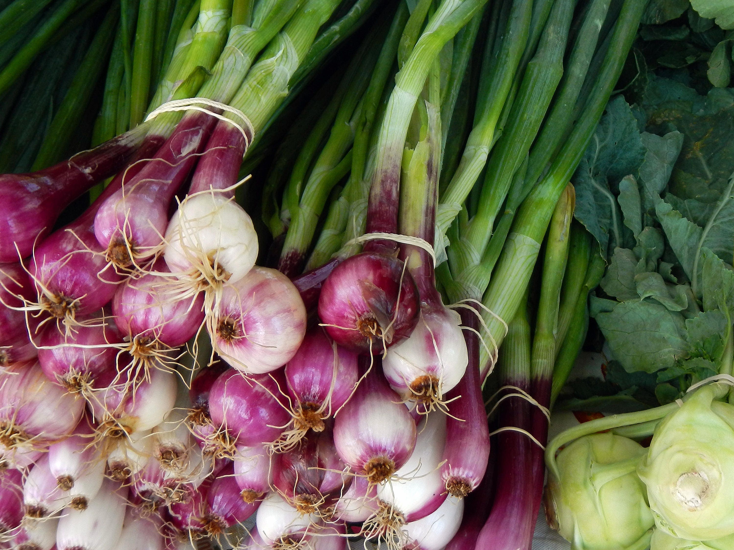 Heirloom Onion Planting Welsh Onion Seeds - Red Bunching Onion Non-GMO Vegetable Seeds For Planting Red Scallion Seeds
