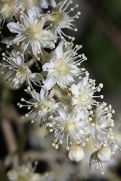 100 White OCEANSPRAY Shrub Creambush Mountain Spray Holodiscus Flower Seeds