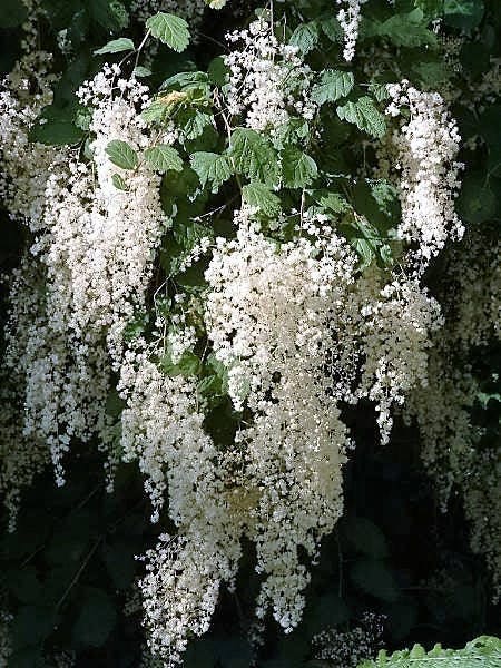 100 White OCEANSPRAY Shrub Creambush Mountain Spray Holodiscus Flower Seeds