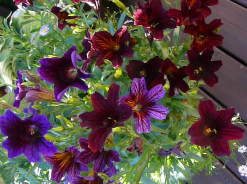 25 Chilean BLACK PAINTED TONGUE Salpiglossis Sinuata Paisley Flower Seeds