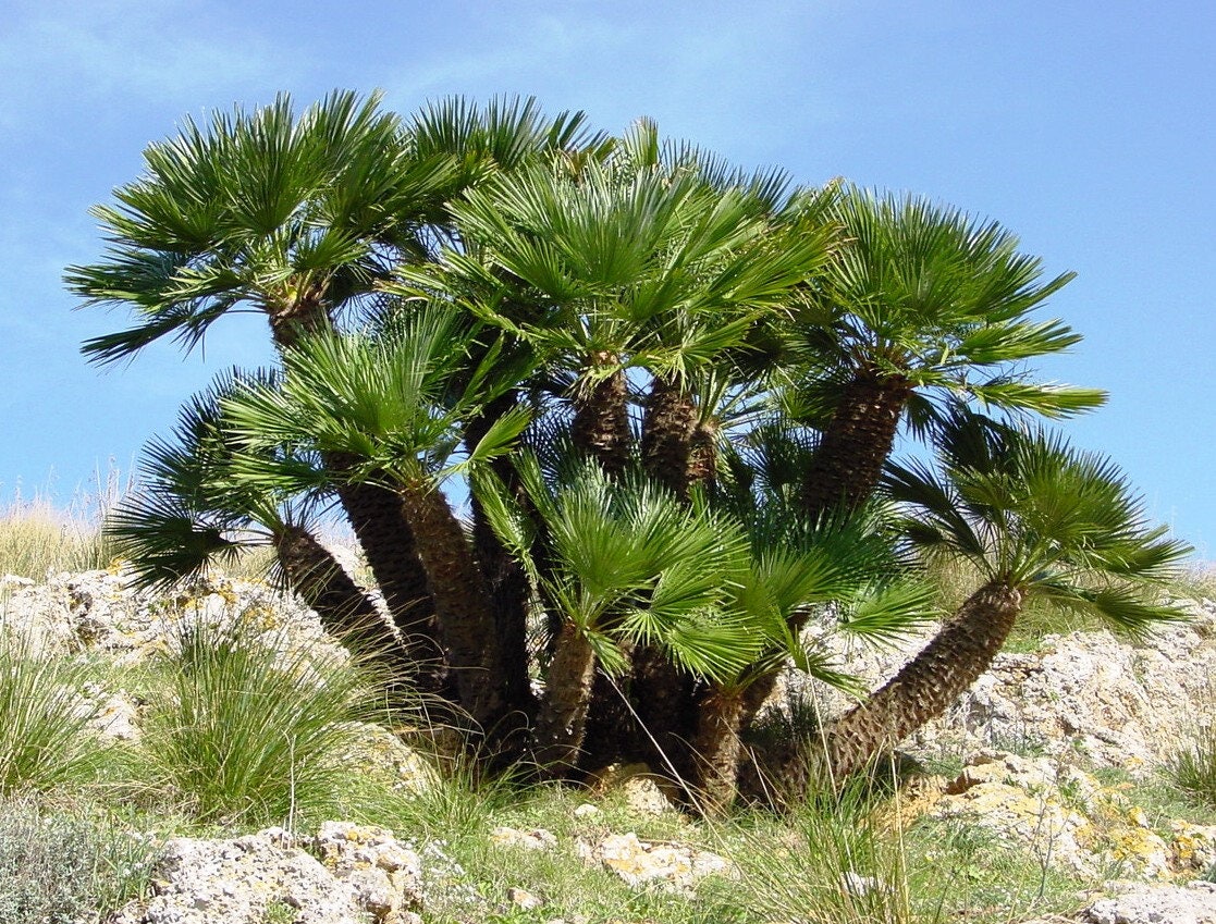 5 MEDITERRANEAN FAN PALM European Dwarf Tree Shrub Chamaerops Humilis Seeds