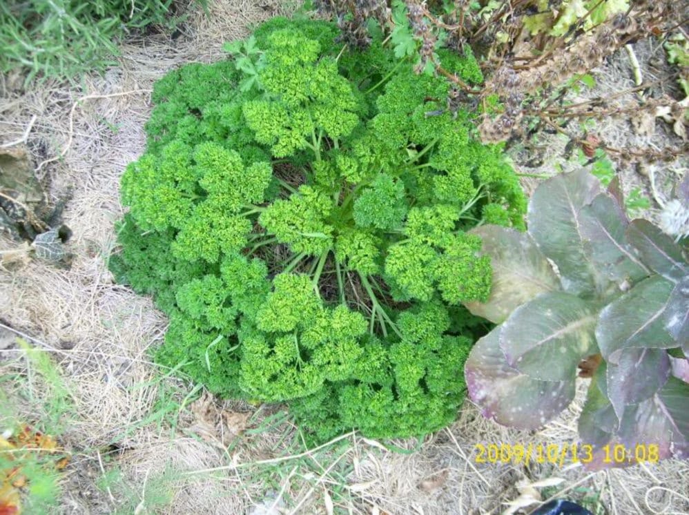 500 FOREST GREEN PARSLEY Petroselinum Crispum Double Triple Curl Vegetable Seeds