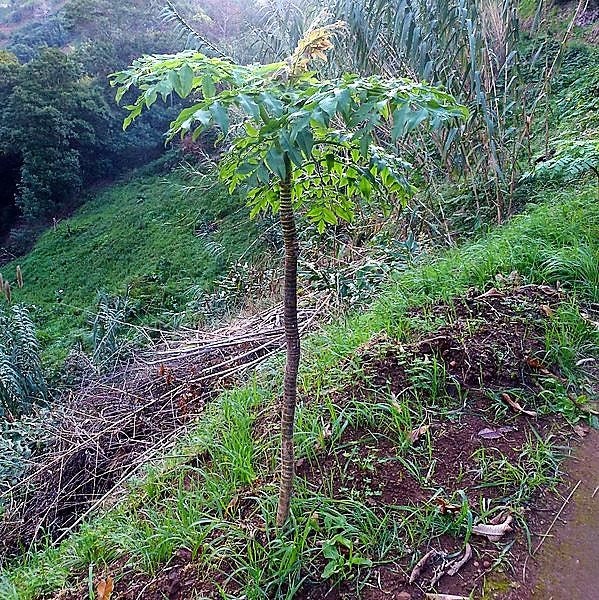 10 Madeira GIANT BLACK PARSLEY Parsnip Palm Melanoselinum Decipiens Flower Seeds
