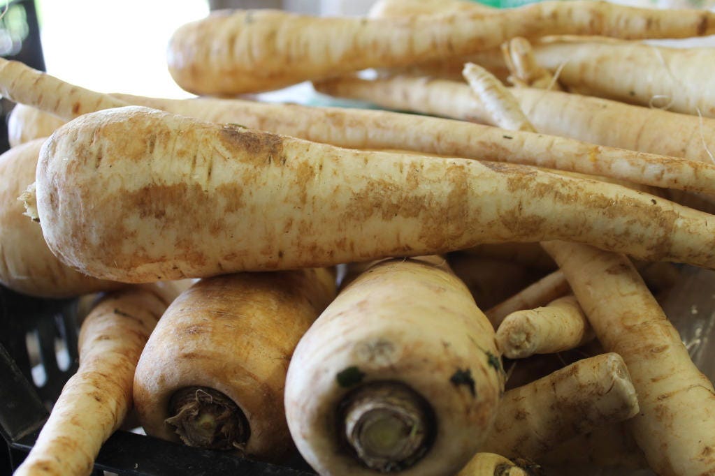 1000 ALL AMERICAN PARSNIP Pastinaca Sativa White Root Vegetable Seeds