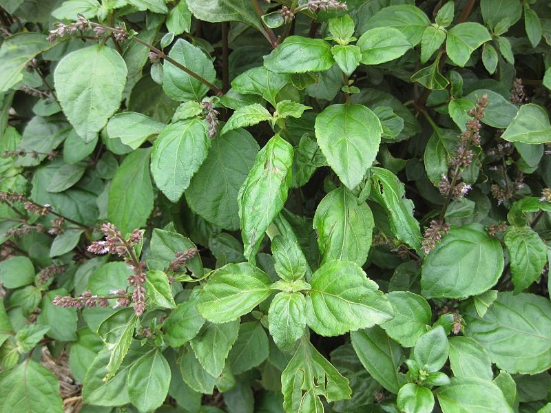 5 TRUE PATCHOULI SHRUB Fragrant Patchouly Pogostemon Cablin Herb Seeds