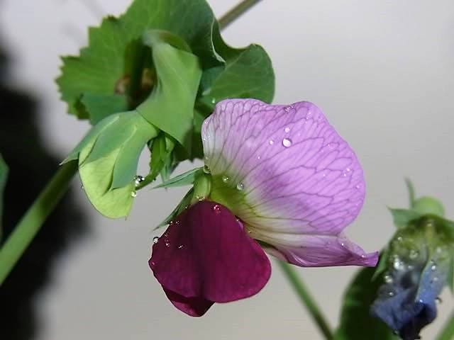 50 AUSTRIAN WINTER PEA Caley Flower Pisum Sativum Ground Cover Crop Legume Seeds