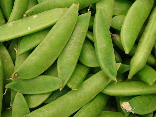 50 Mammoth MELTING SUGAR PEA Stringless Snow Pea Pisum Sativum Vegetable Seeds