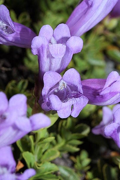 50 ALPINE PENSTEMON Davidsonii Davidson's Beardtongue Purple Flower Seeds