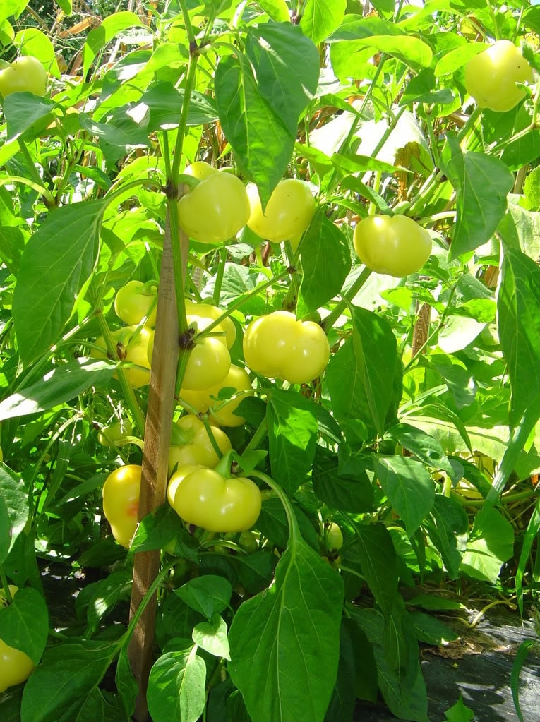 25 ALMA PAPRIKA PEPPER White Orange Red Hungarian Cherry Capsicum Annuum Seeds