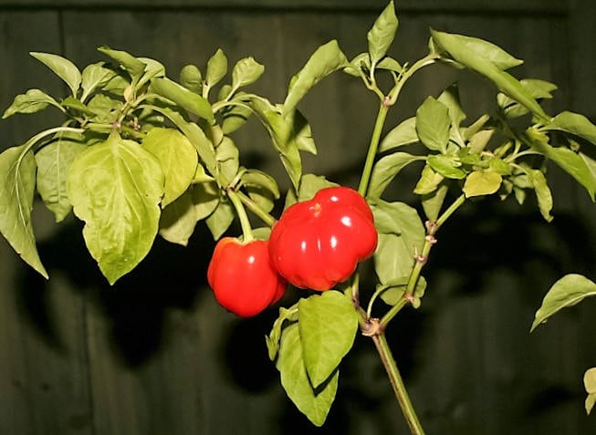 25 ALMA PAPRIKA PEPPER White Orange Red Hungarian Cherry Capsicum Annuum Seeds