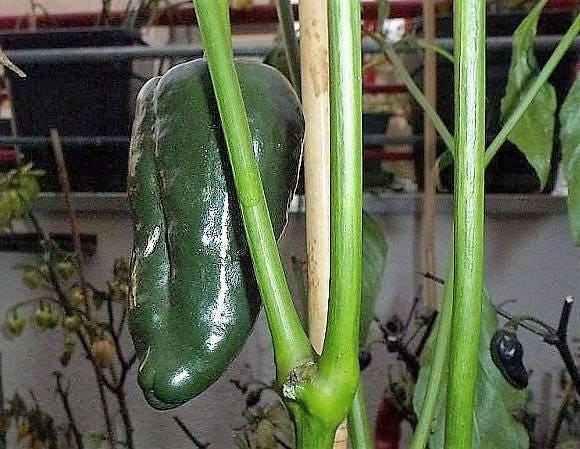 40 MULATO ISLENO PEPPER Brown Mildly Hot Ancho Poblano Capsicum Vegetable Seeds