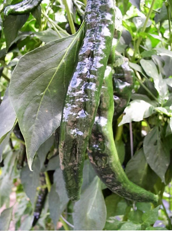 50 PASILLA BAJIO PEPPER Mexican Chile Negro Capsicum Annuum Vegetable Seeds
