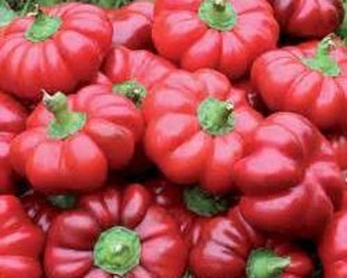 50 Organic SHEEPNOSE PIMENTO PEPPER Sweet Red Pimiento Cheese Capsicum Annuum Seeds