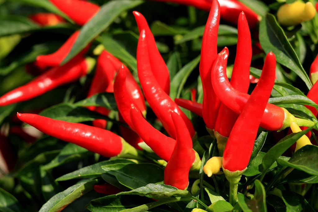 300 THIN CAYENNE PEPPER Hot Chili Long Green Red Slim Capsicum Vegetable Seeds