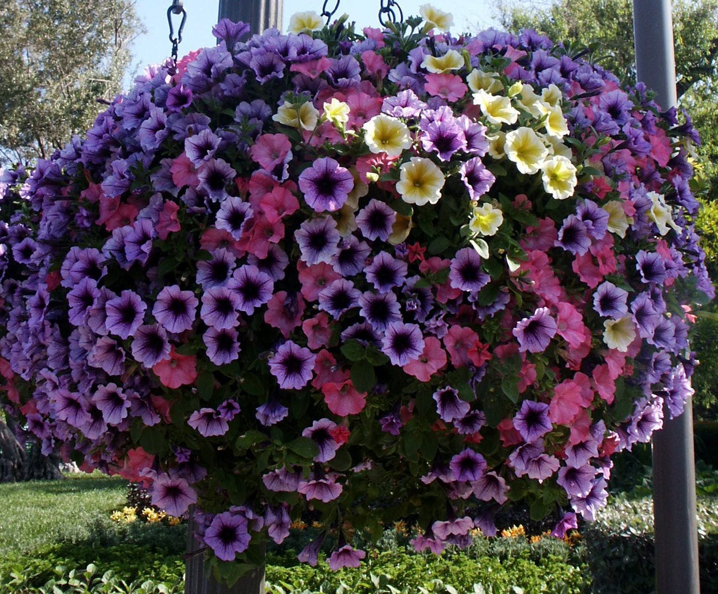 200 Mixed LAURA BUSH PETUNIA Violacea Pink Purple White Trumpet Flower Seeds