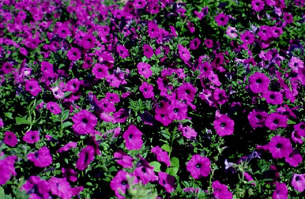 200 Mixed LAURA BUSH PETUNIA Violacea Pink Purple White Trumpet Flower Seeds