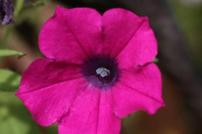 200 Pink LAURA BUSH PETUNIA Violacea Perennial Frilled Trumpet Flower Seeds