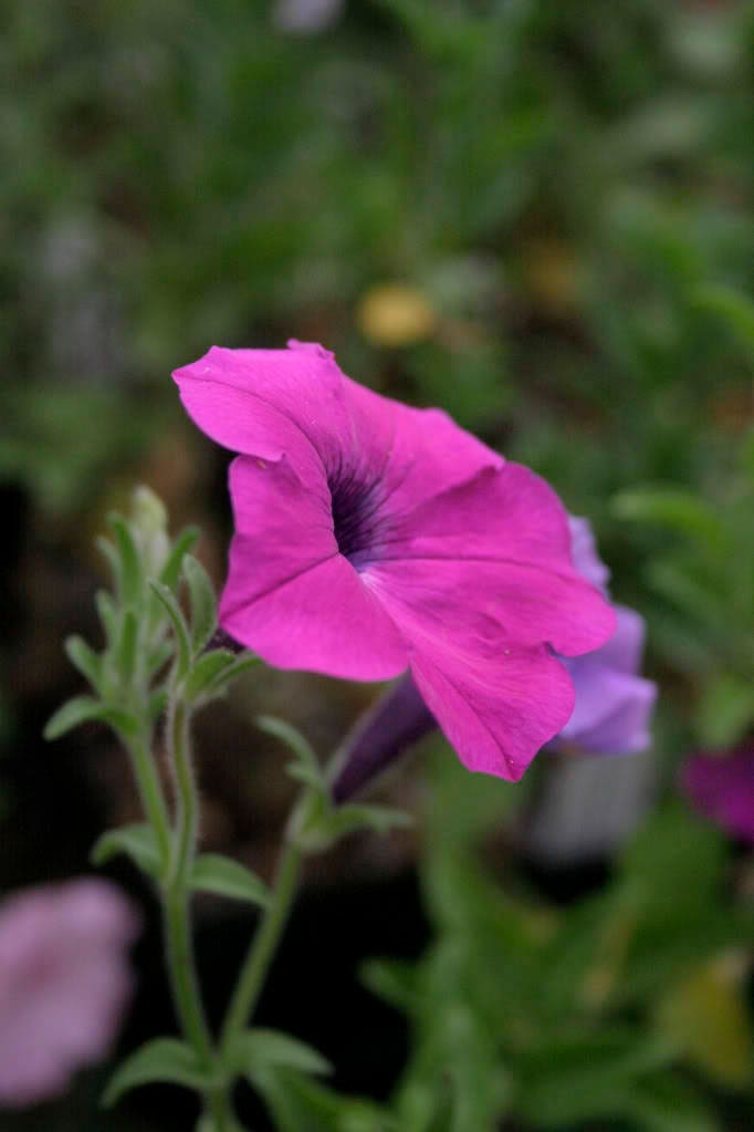 200 Purple LAURA BUSH PETUNIA Violacea Violet Perennial Trumpet Flower Seeds