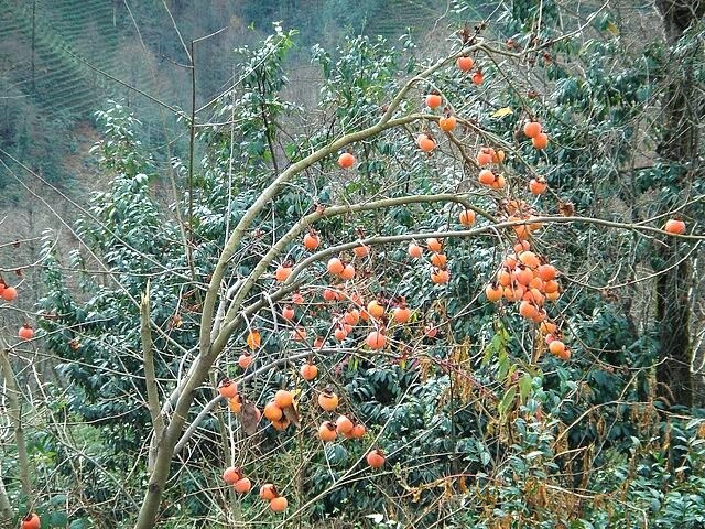 5 JAPANESE PERSIMMON Tree Asian Diospyros Kaki Orange Red Fruit Flower Seeds