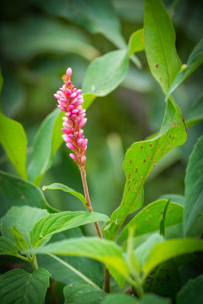100 PINKWEED Smartweed Pink Knotweed Polygonum Wetland Flower Herb Seeds