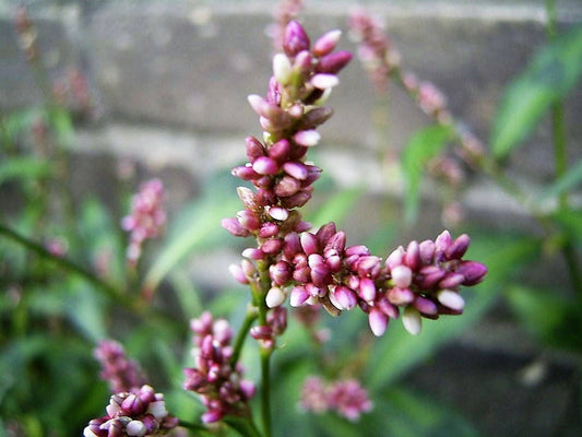 100 PINKWEED Smartweed Pink Knotweed Polygonum Wetland Flower Herb Seeds