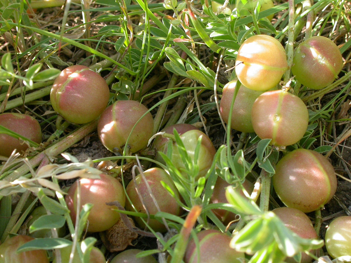 10 GROUND PLUM Flower Cover Ground Plum Milkvetch Astragalus Crassicarpus Seeds