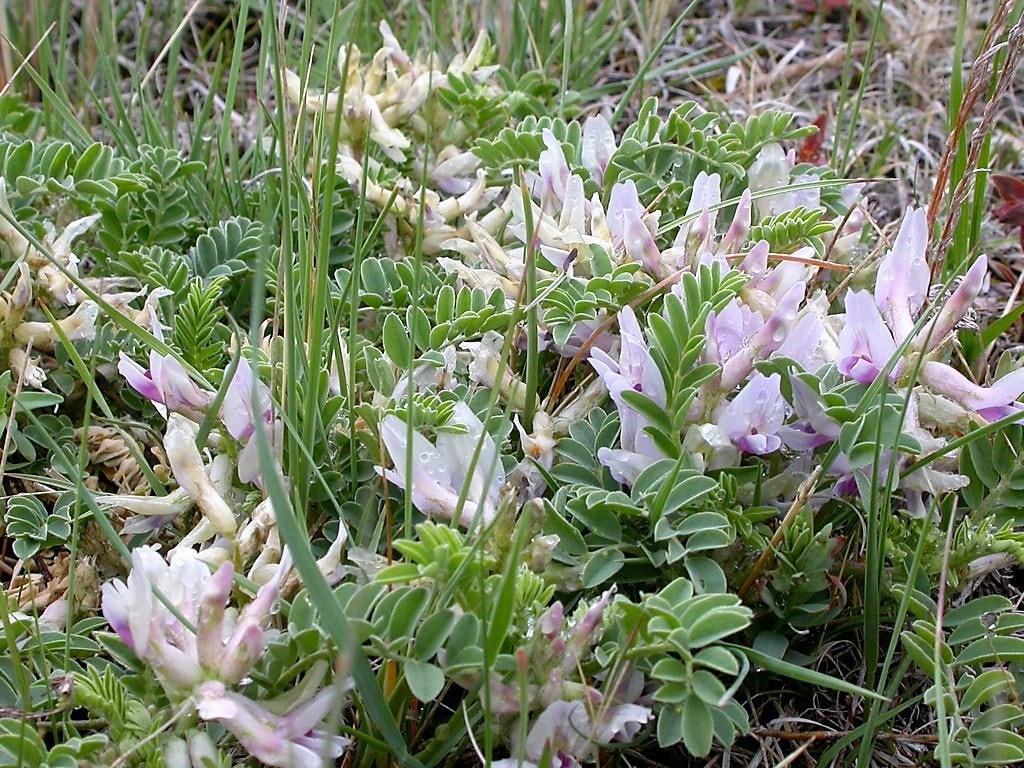 10 GROUND PLUM Flower Cover Ground Plum Milkvetch Astragalus Crassicarpus Seeds