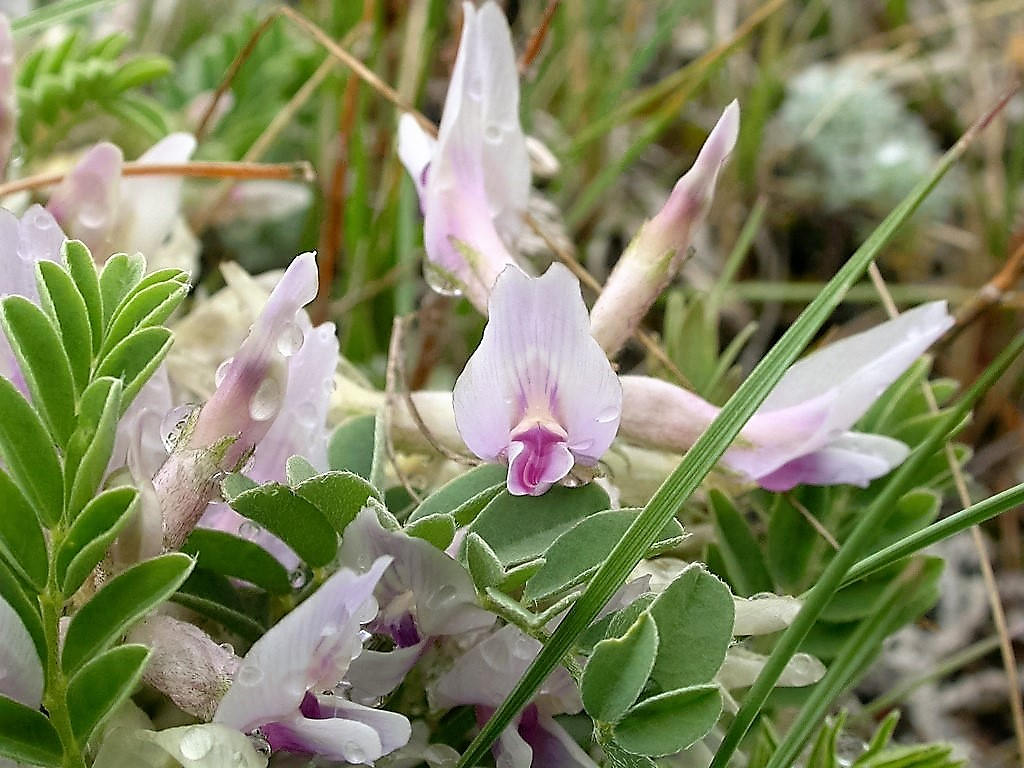 10 GROUND PLUM Flower Cover Ground Plum Milkvetch Astragalus Crassicarpus Seeds