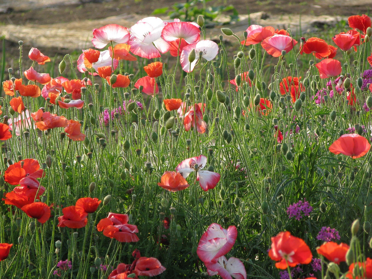 1000 PEPPERBOX POPPY MIX Papaver Somniferum Mixed Colors Red Violet Flower Seeds