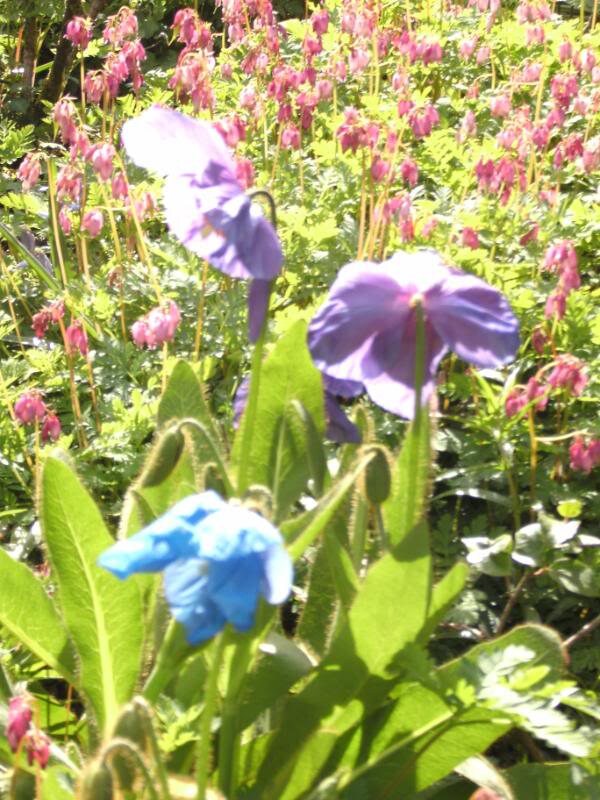 10 MIXED HIMALAYAN POPPY Blue Red Violet Meconopsis Napaulensis Mix Flower Seeds