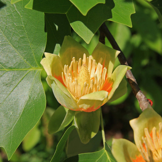 15 TULIP POPLAR TREE Yellow Flower Liriodendron Tulipifera Whitewood Seeds