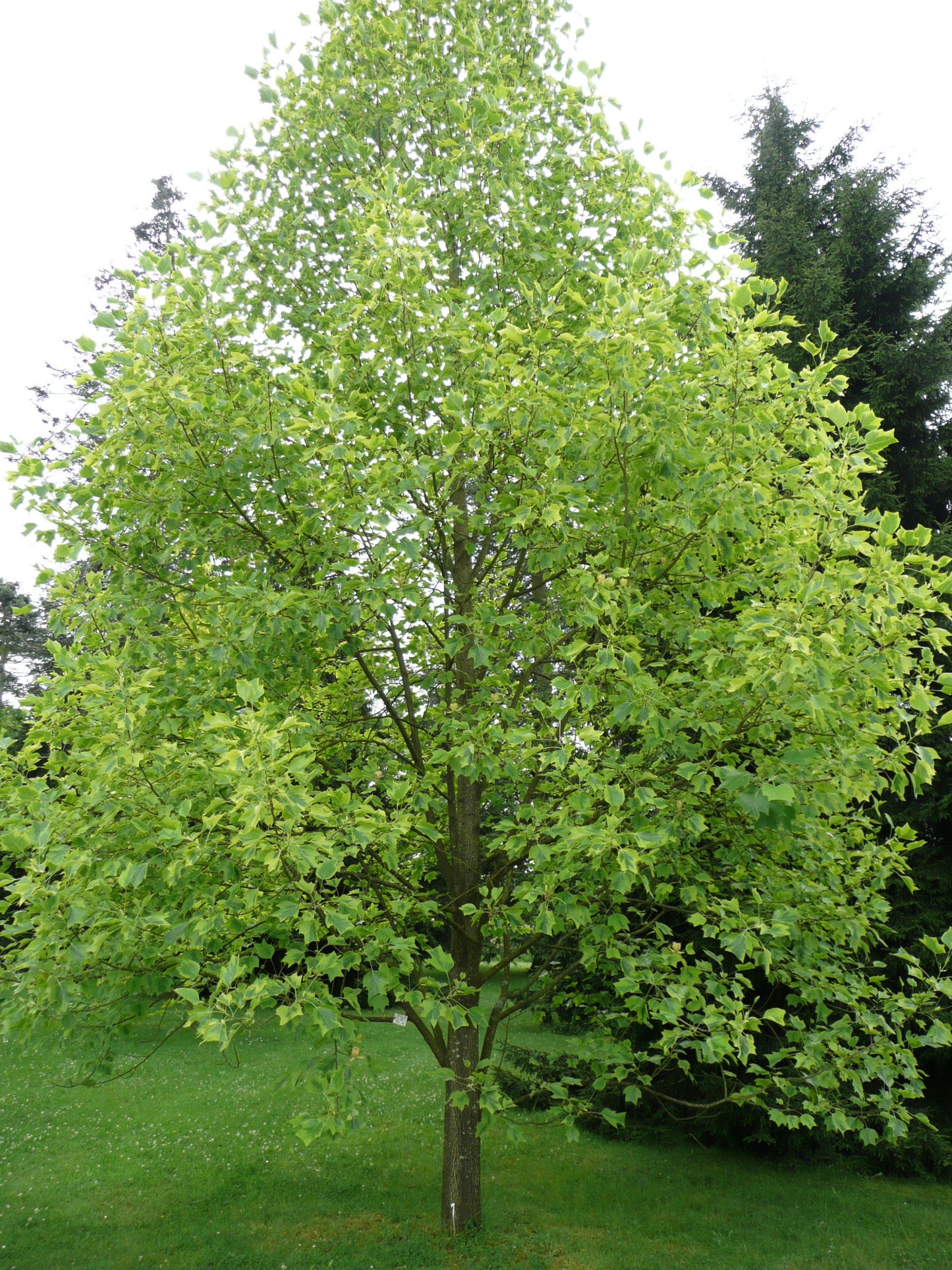 15 TULIP POPLAR TREE Yellow Flower Liriodendron Tulipifera Whitewood Seeds